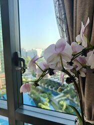 Normanton Park (D5), Apartment #554786771